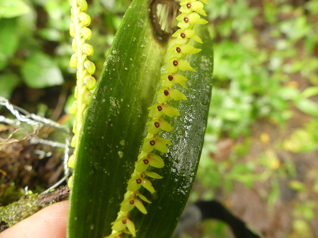 Stelis nutans