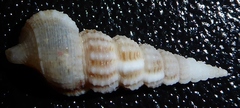 Cerithium rostratum