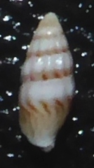 Zafra savignyi