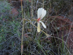 Pelargonium aridum