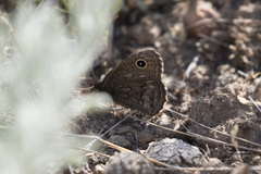 Cercyonis sthenele