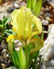 Iris reichenbachii