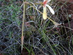 Pelargonium aridum