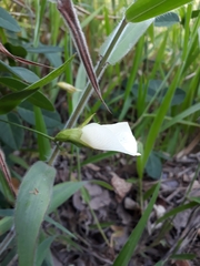 Clitoria falcata