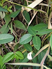 Clitoria falcata