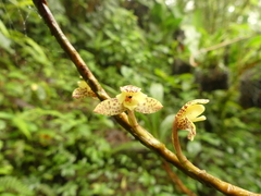 Maxillaria pardalina