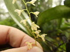 Stelis gelida