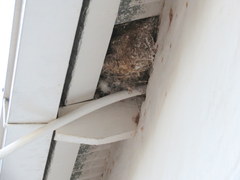 Passer melanurus melanurus