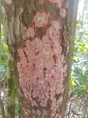 Herpothallon rubrocinctum