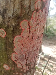 Herpothallon rubrocinctum