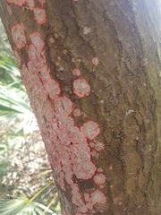 Herpothallon rubrocinctum