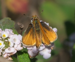 Copaeodes minima