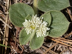 Alternanthera pumila