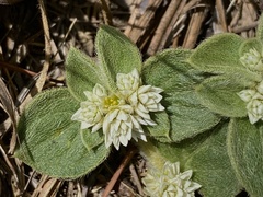 Alternanthera pumila