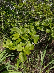 Tocoyena formosa