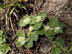 Alternanthera pumila