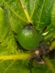 Tocoyena formosa