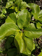 Tocoyena formosa