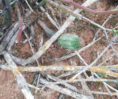 Euphorbia nesemannii
