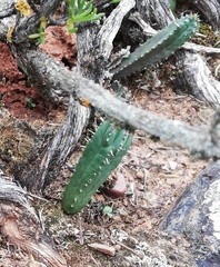 Euphorbia nesemannii