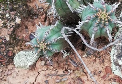 Euphorbia nesemannii