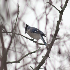 Cyanocitta cristata image
