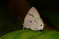 Parrhasius polibetes