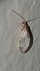 Micromus africanus