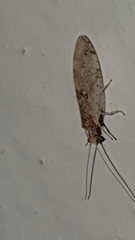 Micromus africanus