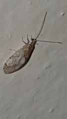 Micromus africanus