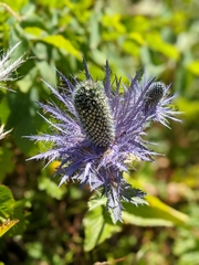 Eryngium alpinum
