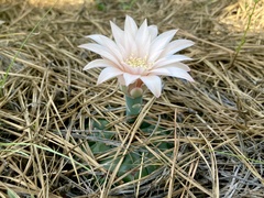 Gymnocalycium capillaense