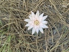 Gymnocalycium capillaense