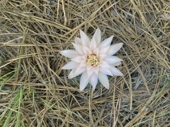 Gymnocalycium capillaense