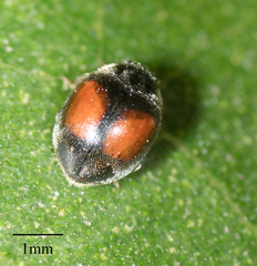 Scymnus pacificus