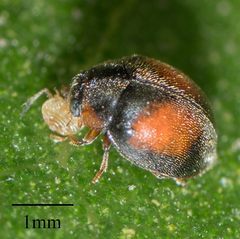 Scymnus pacificus