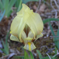 Iris reichenbachii