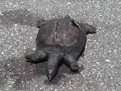 Apalone spinifera aspera