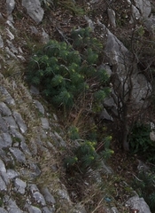 Euphorbia characias