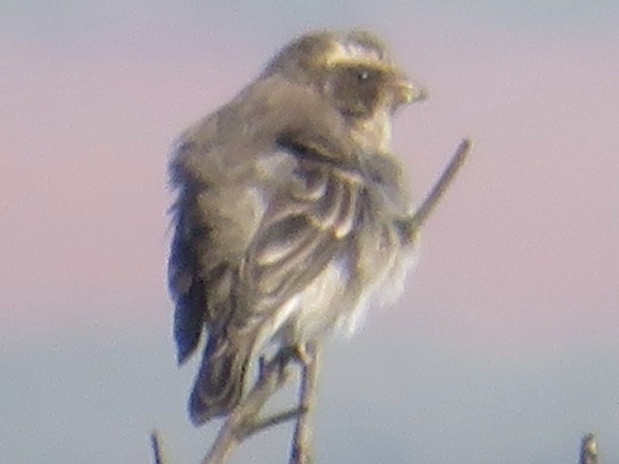 Stripe-breasted Seedeater photo