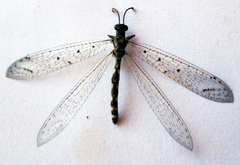 Neuroleon guttatus