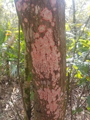 Herpothallon rubrocinctum