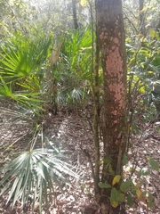 Herpothallon rubrocinctum