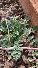 Erodium cicutarium