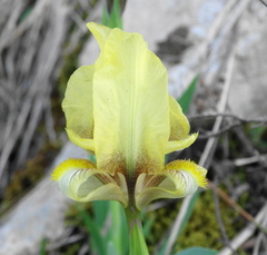 Iris reichenbachii