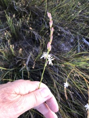 Trachyandra brachypoda