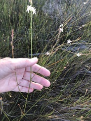 Trachyandra brachypoda