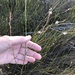 Trachyandra brachypoda - Photo 由 Linda Hibbin 所上傳的 (c) Linda Hibbin，保留部份權利CC BY-NC