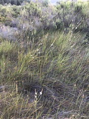 Trachyandra brachypoda