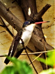 Leucolia violiceps